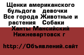 Щенки американского бульдога ( девочки) - Все города Животные и растения » Собаки   . Ханты-Мансийский,Нижневартовск г.